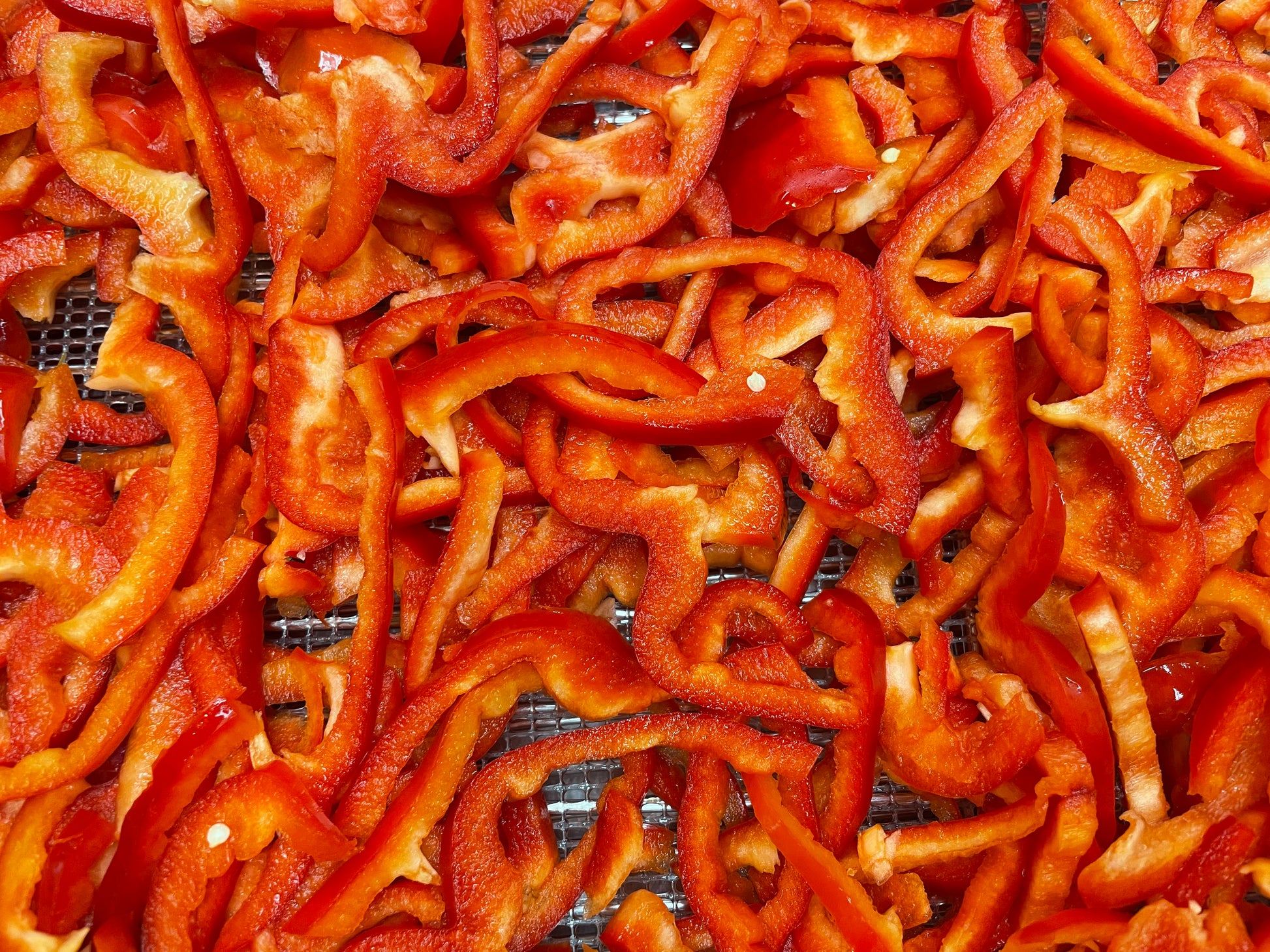 Sliced red bell peppers on dehydrator tray